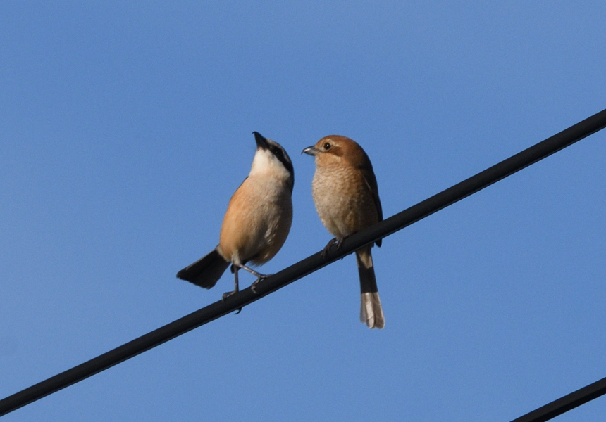 もにかとなら雑記